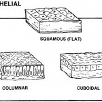 Types of epithelium