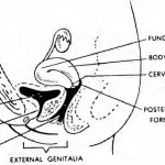 Figure 1-5. Female genitalia.