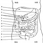 Figure 2-2. Digestive system organs.