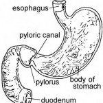 Figure 3-1. Pylorus (the opening between the stomach and the duodenum).