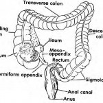 Figure 1-4. Large intestine.