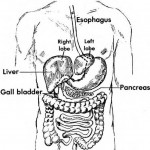 Figure 1-6. The liver.