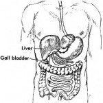 Figure 1-7. The gallbladder.
