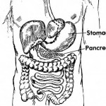 Figure 1-8. The pancreas.
