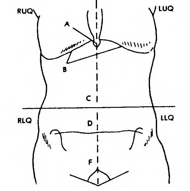 Images 06. Digestive System | Basic Human Anatomy