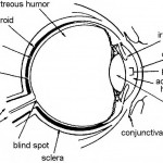 Figure 1-1. Anatomy of the eye.