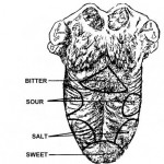 Figure 1-12. Location of taste buds.