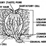 Figure 1-13. The structure of a taste bud.