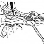Figure 4-3. Structure of the ear.
