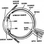 Figure 1-2. Cross section of the eye.