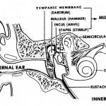 Figure 4-7. Structures of the ear showing the tympanic membrane.