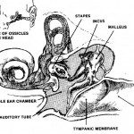 Figure 4-8. Ear structure.
