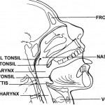 Figure 4-11. Foreign bodies in the oropharynx