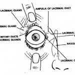 Figure 1-3. The lacrimal apparatus.