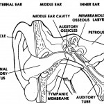 Figure 1-6. A frontal section of the human ear.