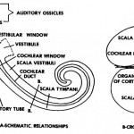 Figure 1-7. Diagram of the scalae.