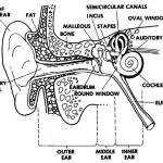 Figure 1-9. The outer, inner, and middle ear.