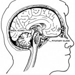 Figure 1-2. The pineal gland and the pituitary gland.