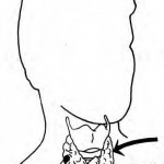 Figure 1-3. The thyroid gland and the parathyroid glands.