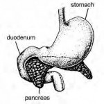 Figure 1-5. The pancreas.