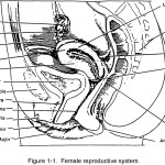 Figure 1-1. Female reproductive system.