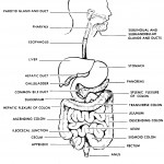 Figure 1-1. The digestive system.