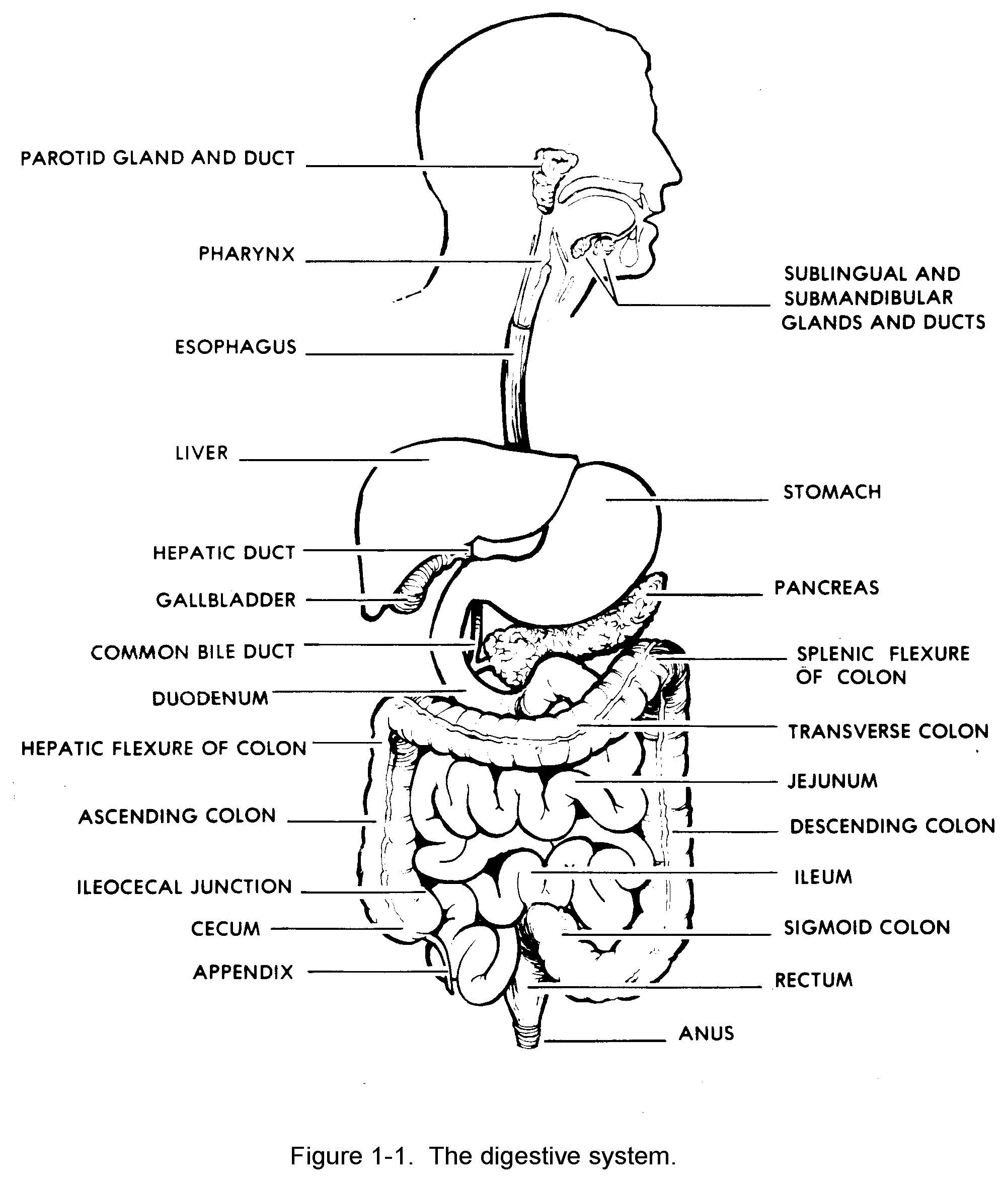 A Well Labelled Diagram Of The Human Digestive System | Images and ...