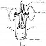 Figure 2-1. The urinary system.