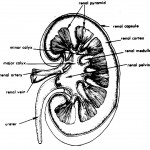 Figure 2-2. The kidney.