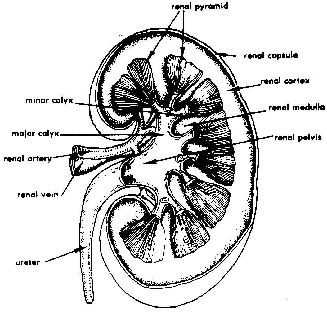 Images 08. Urogenital Systems | Basic Human Anatomy