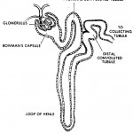 Figure 2-3. The kidney nephron.