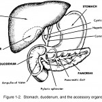 Figure 1-2. Stomach, duodenum, and the accessory organs.