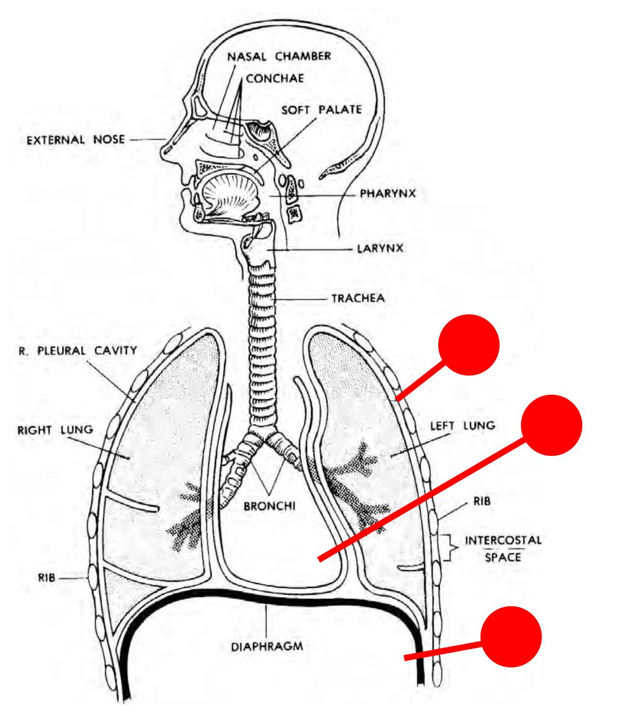 airway-anatomy-diagram