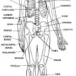 Figure 4-3A. Anterior view of the human skeleton.
