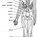 Figure 4-3B. Posterior view of the human skeleton.