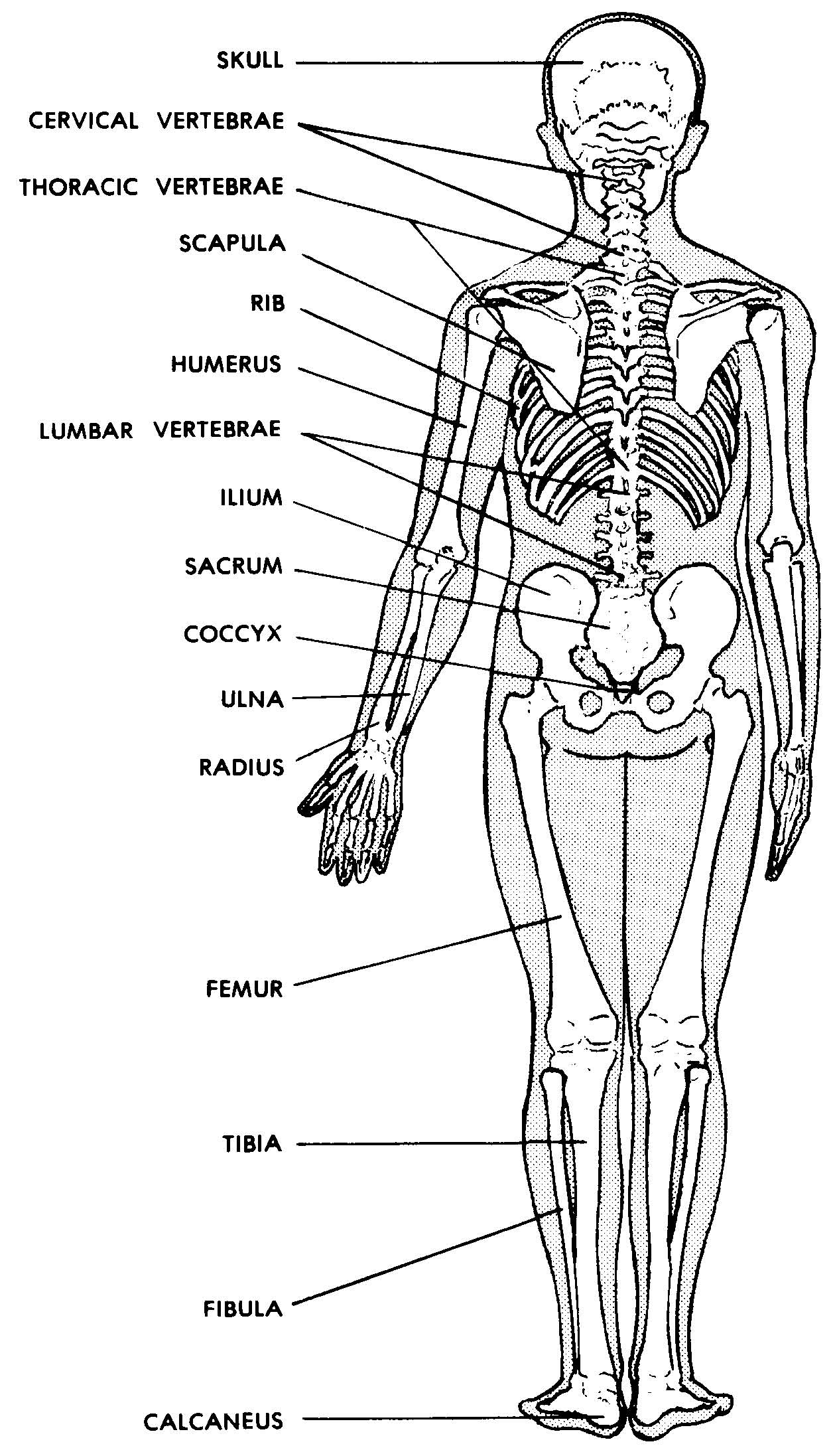 [DIAGRAM] Detailed Skeleton Diagram - MYDIAGRAM.ONLINE