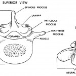Figure 4-4. A typical vertebra (superior and side views).