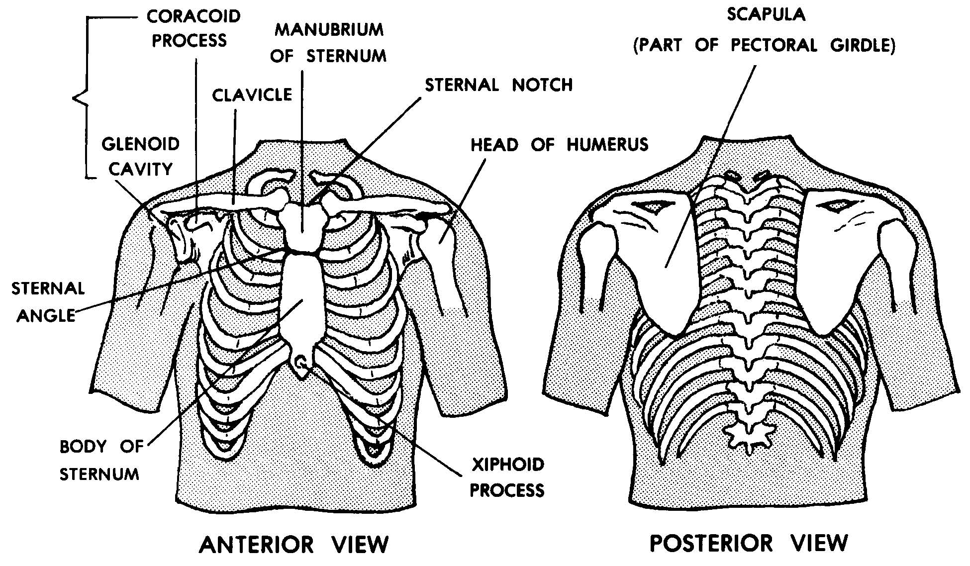Images 04. Skeletal System | Basic Human Anatomy