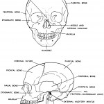 Figure 4-6. The human skull (front and side views).