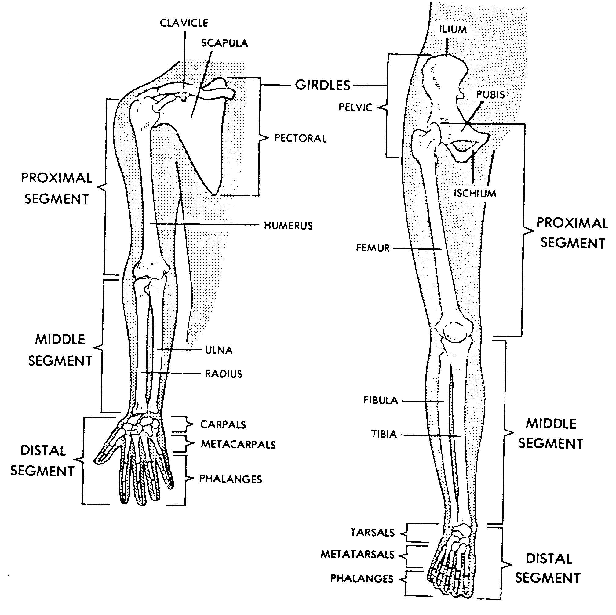 Basic Back And Side Anatomy' : human body study sheet labeled