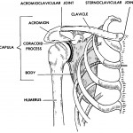 Figure 4-8. The human scapula and clavicle (pectoral girdle).