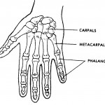 Figure 4-10. The human hand.