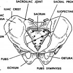 Figure 4-11. The bony pelvis (two pelvic bones and sacrum).