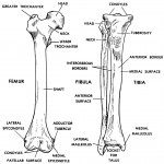 Figure 4-12. The femur, tibia, and fibula (anterior views).