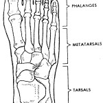 Figure 4-13. The human foot.