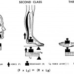 Figure 5-3. Types of lever systems.