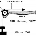 Figure 5-4. A simple pulley (the human knee mechanism).