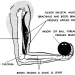Figure 5-5. The skeleto-muscular unit (arm-forearm flexion (3rd class lever system)).