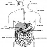 Figure 6-1. The human digestive system.