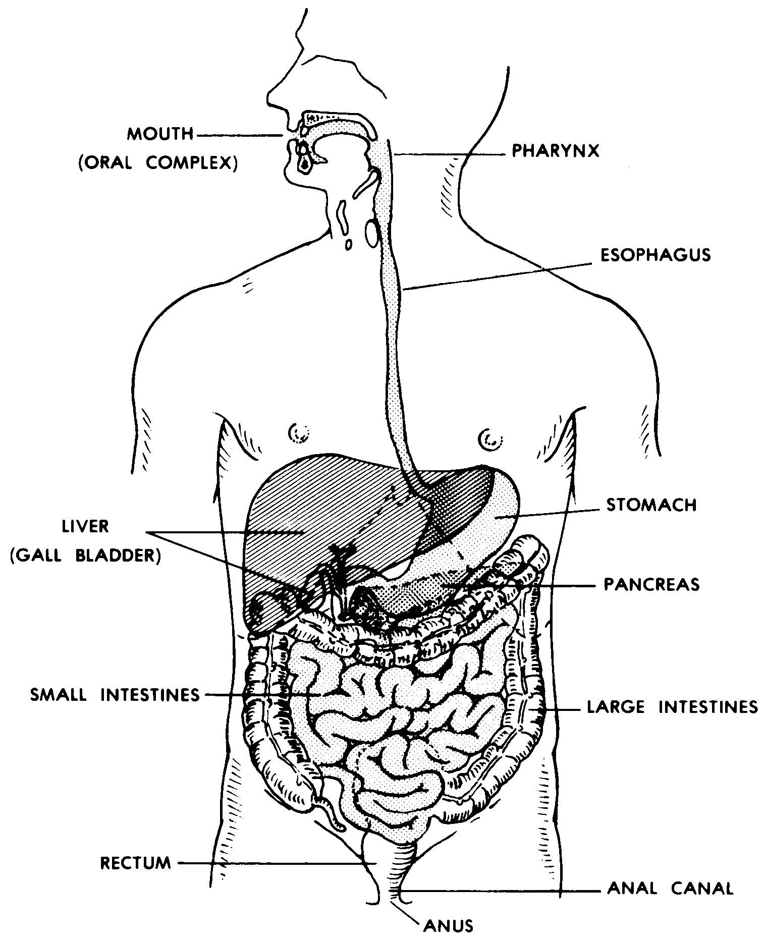 visual representation of digestive system